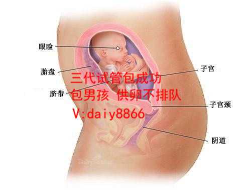 试管婴儿如何选择男女_做试管可以选双胞胎吗_有的女性在取卵前后以及囊胚移