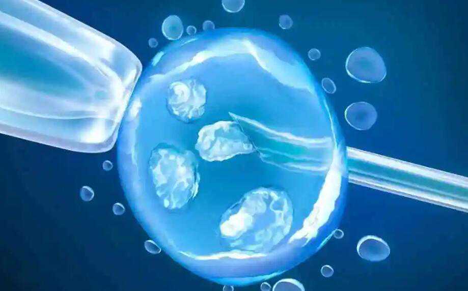 移植鲜胚和囊胚哪个更容易裂变成双胞胎？